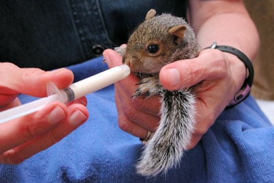 A Lost Little Cute Baby Squirrel Maxwell Family Blog